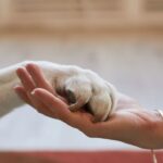 Perder una mascota: Cómo afrontar el duelo y cuándo buscar ayuda