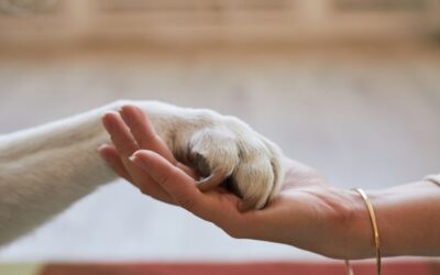 Perder una mascota: Cómo afrontar el duelo y cuándo buscar ayuda