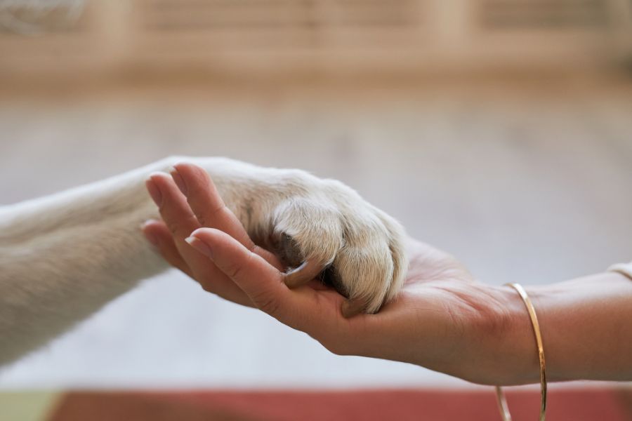 perder una mascota como afrontar el duelo